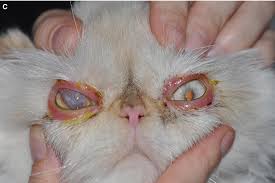 درمان عفونت چشم گربه